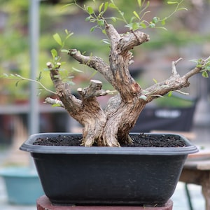 Può includere: Un bonsai con un tronco marrone spesso e strutturato e molteplici rami potati con piccole foglie verdi. L'albero è piantato in un vaso rettangolare di plastica nera riempito di terra scura, mostrando un aspetto segnato dal tempo.