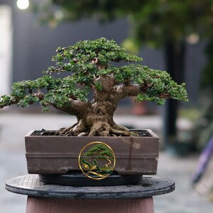 Lebender Premna Microphylla Bonsai – Dicker Stamm, gut entwickelte Wurzelwurzel, kleines Sammlerstück