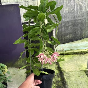 以下が含まれることがあります： 長い波打つ緑の葉と、星形の淡いピンクと白の花の房を持つ鉢植えのホヤ。植物はワイヤー製のトレリスで支えられており、シンプルな黒いプラスチック製の鉢に入っています。垂れ下がる葉が特徴的な観葉植物です。