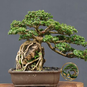 Bonsaï Premna Microphylla vivant – Tronc épais, Nebari développé, Petit format, idéal pour les collectionneurs