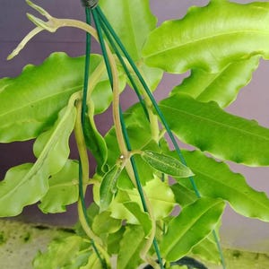 Puede incluir: Una planta colgante con hojas largas, onduladas y de color verde claro en una maceta de plástico negra. La planta está suspendida por un soporte de alambre verde con un gancho en la parte superior. Los tallos son finos y de color marrón claro.