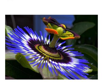 Exotic Blue Passion Flower Seeds Pack- 25 Seeds - All Season Seeds