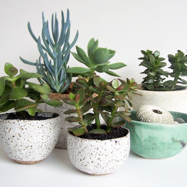 Two Small Planters - Stoneware Planters - Speckled Pottery - Ceramic Planter