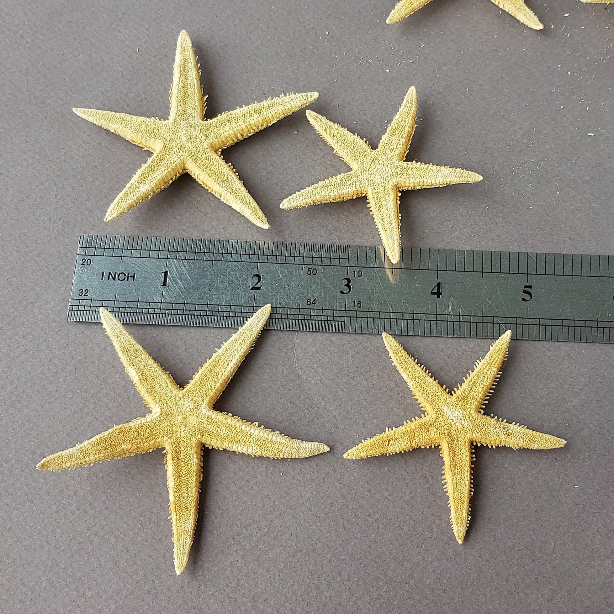 JEYORZY 50 Stück Seestern-Deko | Echte Mini-Seesterne 1-2cm | Strand-Deko Für Zuhause