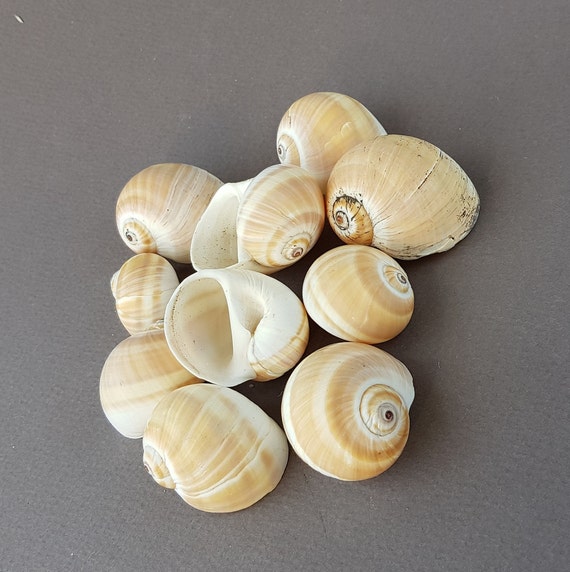 10 pcs Sliced Shells Seashells For Crafts DIY Art Projects Making Decor 3 -  5 cm