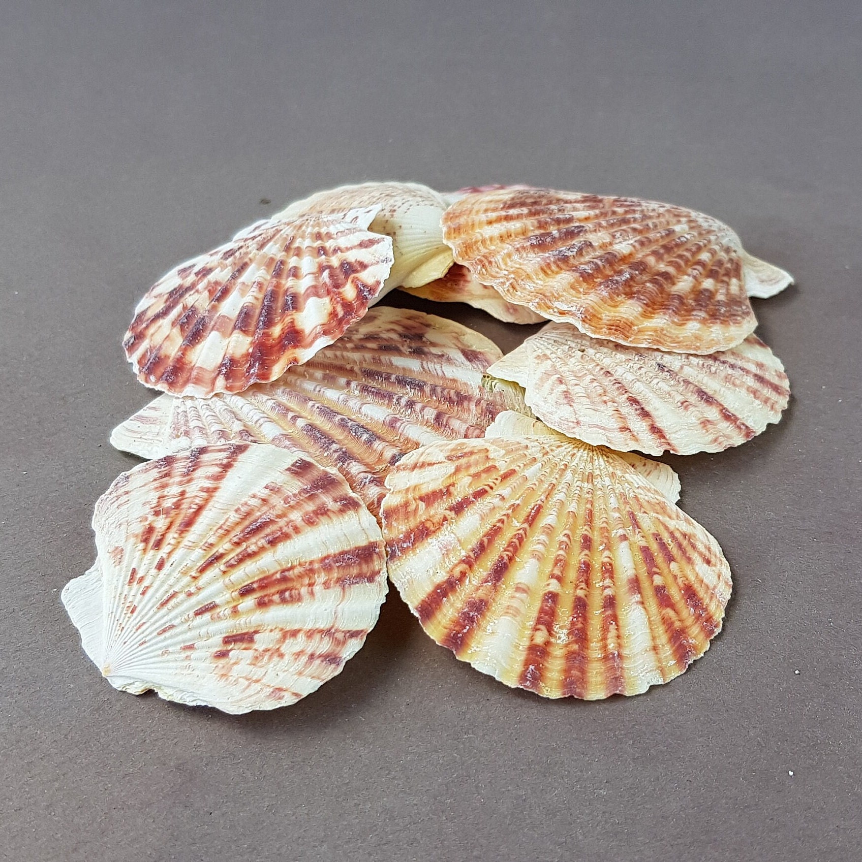 10 Natural Scallop Shell, Undrilled Seashells, Natural Seashells, Craft  Shells, Pecten Shells, Beach Decor, 40mm - 55mm, 10 Shells, 8-53
