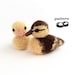 Duckling Crochet Pattern / Crochet Duckling Pattern / Chick / Baby Bird / Crochet Decoration / Easter Crochet Pattern