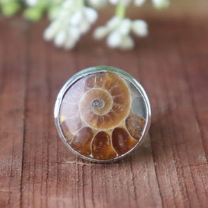 Könnte beinhalten: Ein runder Ring mit einer polierten, braunen Ammoniten-Fossil-Einlage mit Spiralmuster, die in eine glatte, silberfarbene Metallfassung eingefasst ist. Das Fossil zeigt natürliche, komplexe, gekammerte Segmente in verschiedenen Beigetönen.