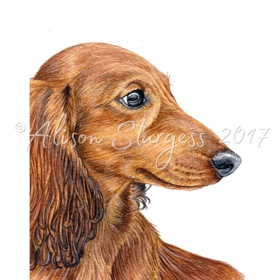 Dachshund Print Long Haired Red Dachshund Watercolour Etsy