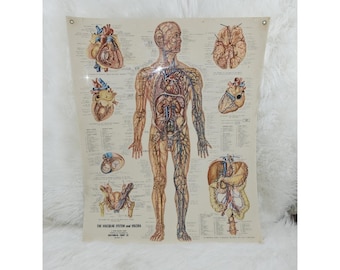 Vintage Gefäßsystem Anatomische Schaubild Styrol Kunststoff 20x26 Unikat
