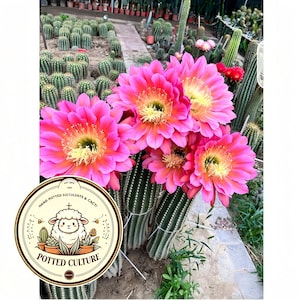 Puede incluir: Un grupo de flores de cactus de color rosa vibrante con centros amarillos que florecen en cactus columnares verdes altos. Un logotipo circular en primer plano presenta una oveja de dibujos animados, plantas en macetas y el texto "HAND POTTED SUCCULENTS & CACTI POTTED CULTURE".