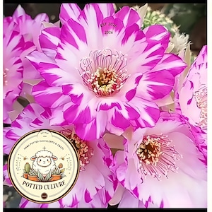 Puede incluir: Un grupo de vibrantes flores de cactus con pétalos a rayas blancas y magenta y centros amarillos. Un logotipo circular superpuesto en la esquina inferior izquierda muestra una oveja, cactus en macetas y el texto POTTED CULTURE EST 2026.