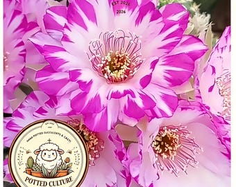 Rare Flowering Lobivia Cactus 'Enchanted Butterfly', Exotic Bloom Live Plant, Indoor Succulent Collector Gift