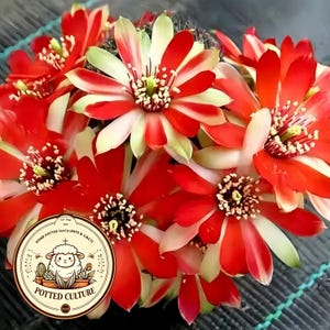 Puede incluir: Un grupo de flores de cactus rojas y blancas con estambres de puntas amarillas. Un logotipo circular está superpuesto en la esquina inferior izquierda, con una ilustración de una oveja y el texto POTTED CULTURE HAND POTTED SUCCULENTS & CACTI.