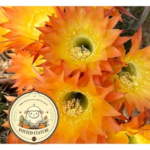 May include: Multiple vibrant orange and yellow cactus flowers in full bloom with pointed petals and yellow stamens. A circular logo is overlaid in the bottom left corner featuring a cartoon sheep, cacti, and the text POTTED CULTURE.