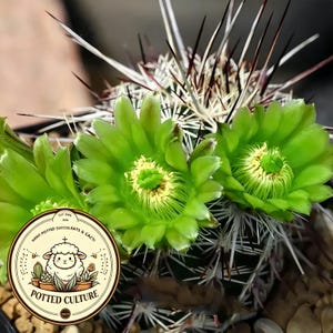 Pode incluir: Um cacto verde com espinhos afiados brancos e escuros, apresentando duas flores verde-limão vibrantes com centros amarelos. Um logótipo circular está sobreposto no canto inferior esquerdo, retratando uma ovelha e o texto POTTED CULTURE.