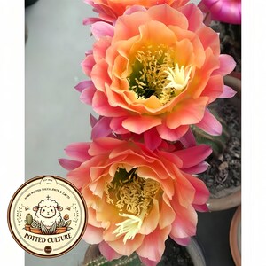 Puede incluir: Dos vibrantes flores de cactus con pétalos en capas que transicionan de un rosa intenso en los bordes a un centro suave de color naranja y amarillo con estambres prominentes. Un logotipo circular muestra una oveja de dibujos animados y el texto POTTED CULTURE.