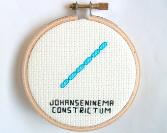 Johanseninema constrictum microbe -- germ cross stitch, microbe needlework for scientists and other science fans