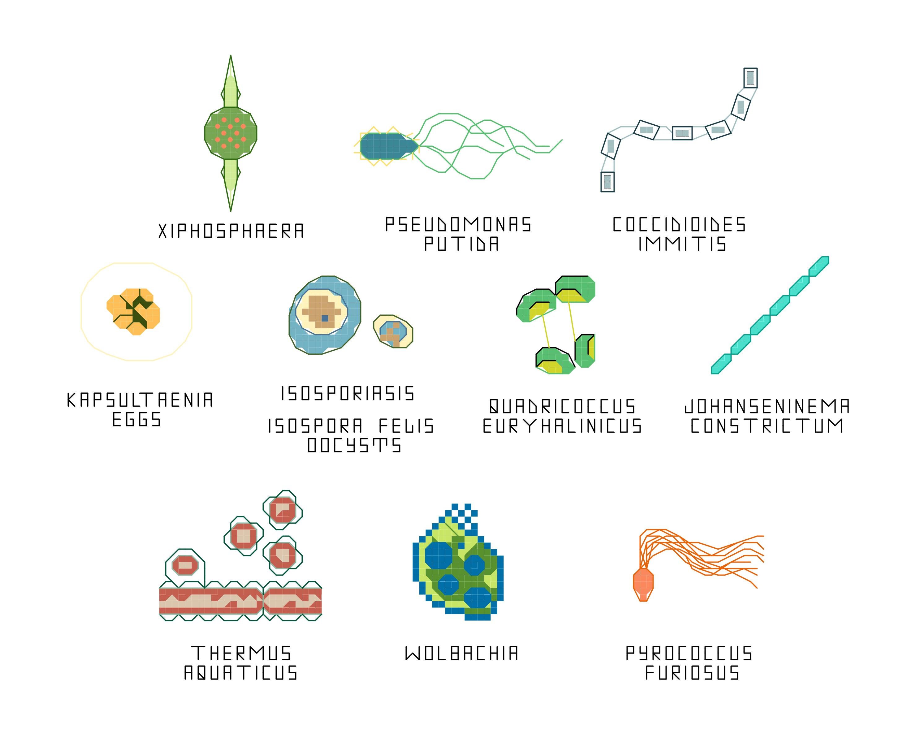 Thermus Aquaticus Labeled