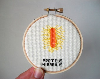 Proteus Mirabilis cross stitch -- geek stitchery for doctor, nurse, lab tech, epidemiologist, anyone cool