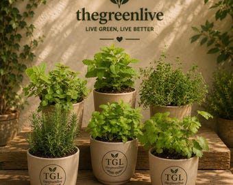 Levend kruidenassortiment 6 stuks, rozemarijn munt eucalyptus citroenmelisse planten