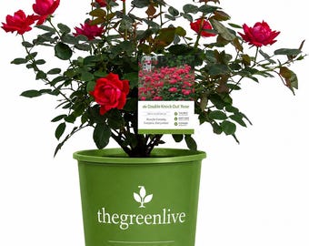 Doppelte rote Knockout Rose Live Plant, 1 Gallonen Topf Rosenbusch
