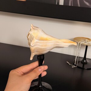 Gobelet en coquillage pour gaucher, calice en coquillage à pied noir, objet de décoration unique pour bar