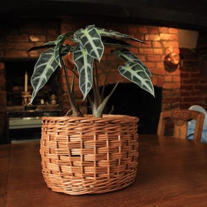 May include: An Alocasia Polly plant with dark green, arrow-shaped leaves featuring prominent white veins, potted in a round, light brown woven wicker basket with a horizontal lattice pattern and a sturdy, thick rim at the top edge.