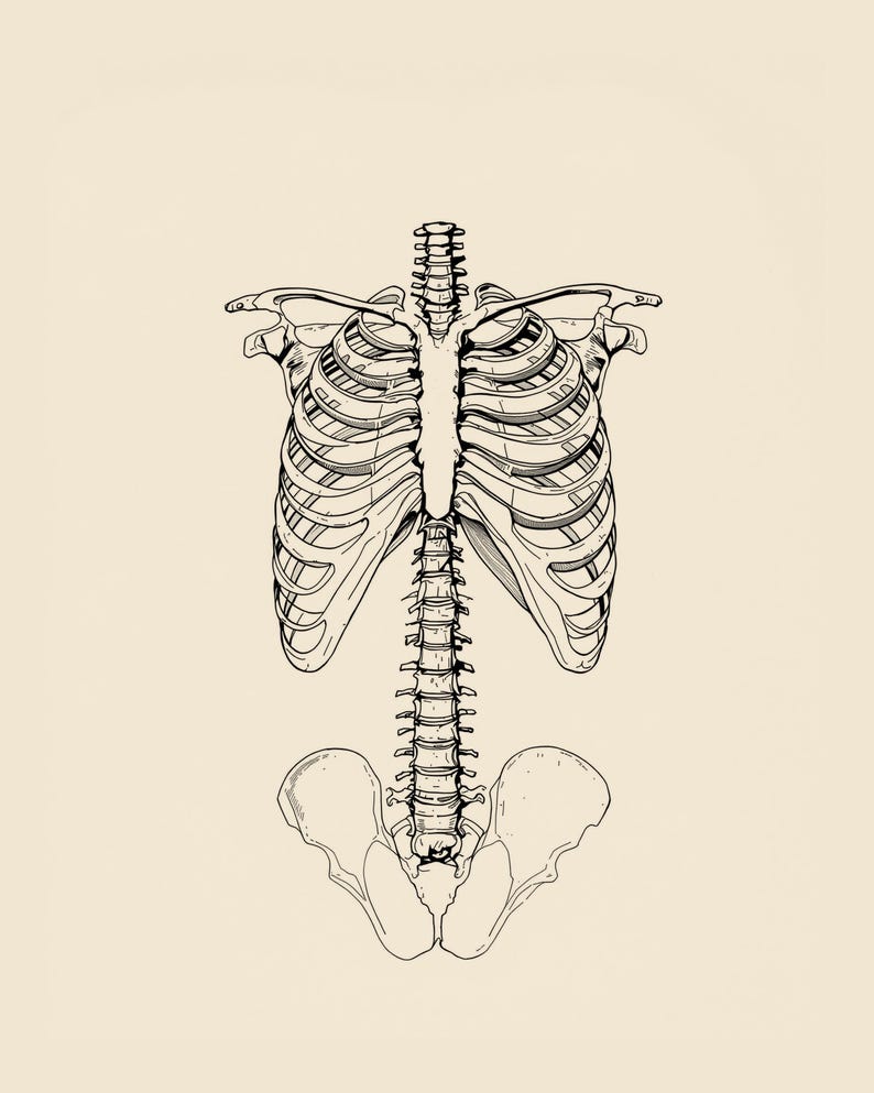 Anatomy Line Art Set of 12, Vintage Medical Body Drawings, Da Vinci Anatomy Sketch Prints, Dark Academia Wall Art, Digital Download image 6