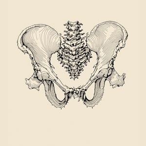 Anatomy Line Art Set of 12, Vintage Medical Body Drawings, Da Vinci Anatomy Sketch Prints, Dark Academia Wall Art, Digital Download image 8
