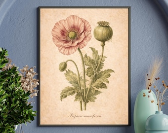 Vintage Pink Poppy Print | Botanical Flower Wall Art | Printable Cottagecore Decor