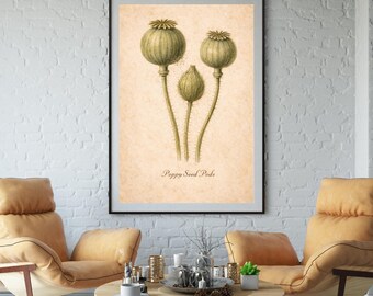 Poppy Seed Pods Botanical Print | Vintage Botanical Wall Art | Printable Naturalist Art