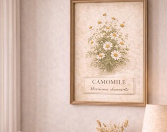 Vintage Camomile Botanical Print Antique Herbal Illustration Cottagecore Wall Art Instant Download