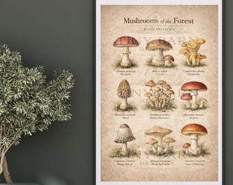 Mushrooms of the Forest Printable | Vintage Mushroom Chart | Woodland Fungi Art | Cottagecore Nature Decor | Instant Download