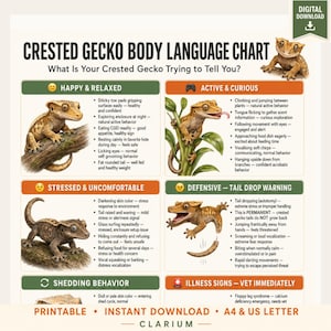 Può includere: Un grafico scaricabile digitalmente intitolato Crested Gecko Body Language Chart. Presenta illustrazioni di gechi in vari stati: felice, attivo, stressato e difensivo, con elenchi puntati che spiegano i comportamenti per ogni stato.