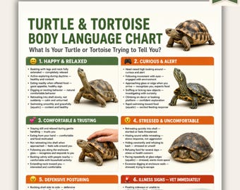 Tabla imprimible del lenguaje corporal de tortugas terrestres y acuáticas / ¿Qué te está diciendo tu tortuga? / Guía de comportamiento de tortugas acuáticas en PDF / Tamaño A4 Carta de EE. UU.