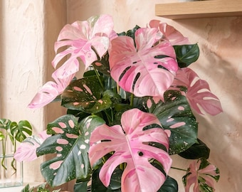Rare Pink Variegated Monstera Live Plant | Tricolor Monstera Deliciosa | Exotic Houseplant