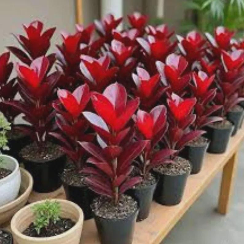 Black zz plant - Etsy 日本