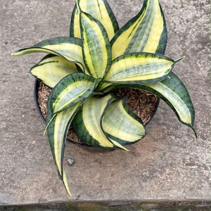Könnte beinhalten: Eine Sansevieria-Pflanze in einem schwarzen Kunststofftopf mit dicken, spitzen Blättern, die einen hellgelben Mittelstreifen und dunkelgrüne Ränder aufweisen. Die Pflanze hat eine rosettenartige Wuchsform mit Blättern aus der Mitte.