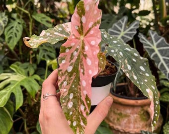 Begonia Botanicaz 85 V.5 'satin Mint' - Etsy