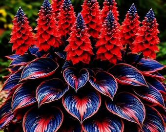 Bulbos de hosta, follaje verde suave, planta perenne ornamental para jardín de sombra.