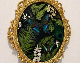 Real Blue Morpho Butterfly Wall Art | Gold Convex Ornate Frame | Preserved Botanical Display