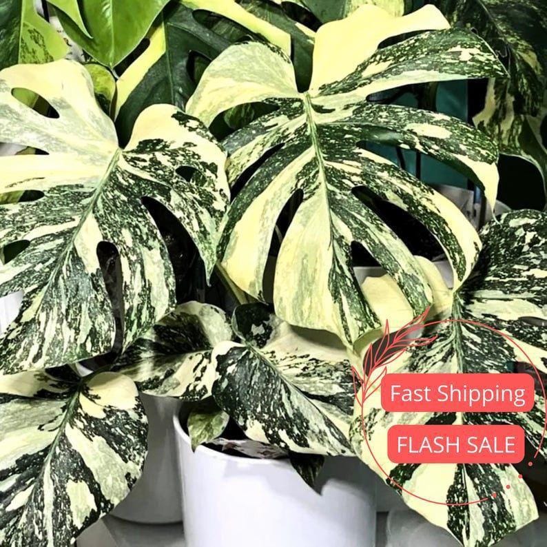 Monstera deliciosa thai constellation seeds - Etsy 日本