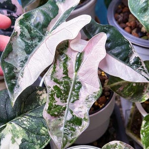 Variegated alocasia sanderiana - Etsy 日本