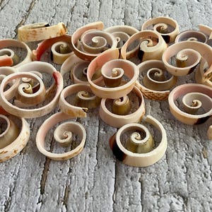 Cut Strombus Swirl Shells for Crafts, Mirrors, Wreaths, Ornaments & Coastal Decor