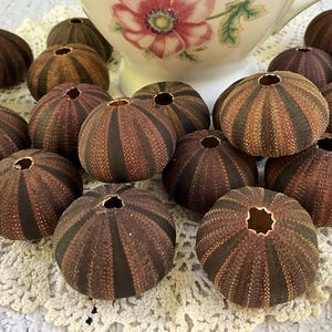 May include: A collection of brown and dark-striped sea urchin shells, each featuring a small circular opening at the top. The shells are arranged in a cluster, displaying a textured, radial pattern with alternating dark and light brown segments.