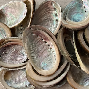 May include: A collection of oval abalone shells featuring iridescent, pearlescent interiors with swirling patterns of green, pink, and blue. Each shell has a smooth, light-colored rim and a series of small, aligned holes along the curved edge.