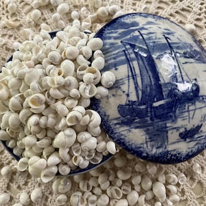 White Litorina Shells For Sailor Valentines Flowers Dainty Shell Work  And Arts & Crafts