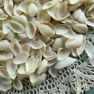 White Clam Shells Tiny Craft Shell For Sailor Valentines Seashell Flowers And Arts & Crafts