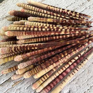May include: A collection of numerous long, slender sea urchin spines. Each spine features a tapered shape with a smooth, cylindrical surface, displaying a color palette of cream, tan, and deep reddish-brown with distinct horizontal banded patterns.